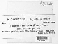 Puccinia suaveolens image